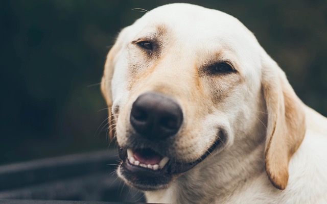 a dog smiling